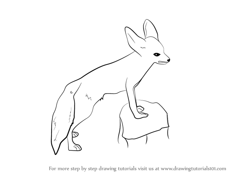 800x566 Learn How To Draw A Fennec Fox - Fennec Drawing