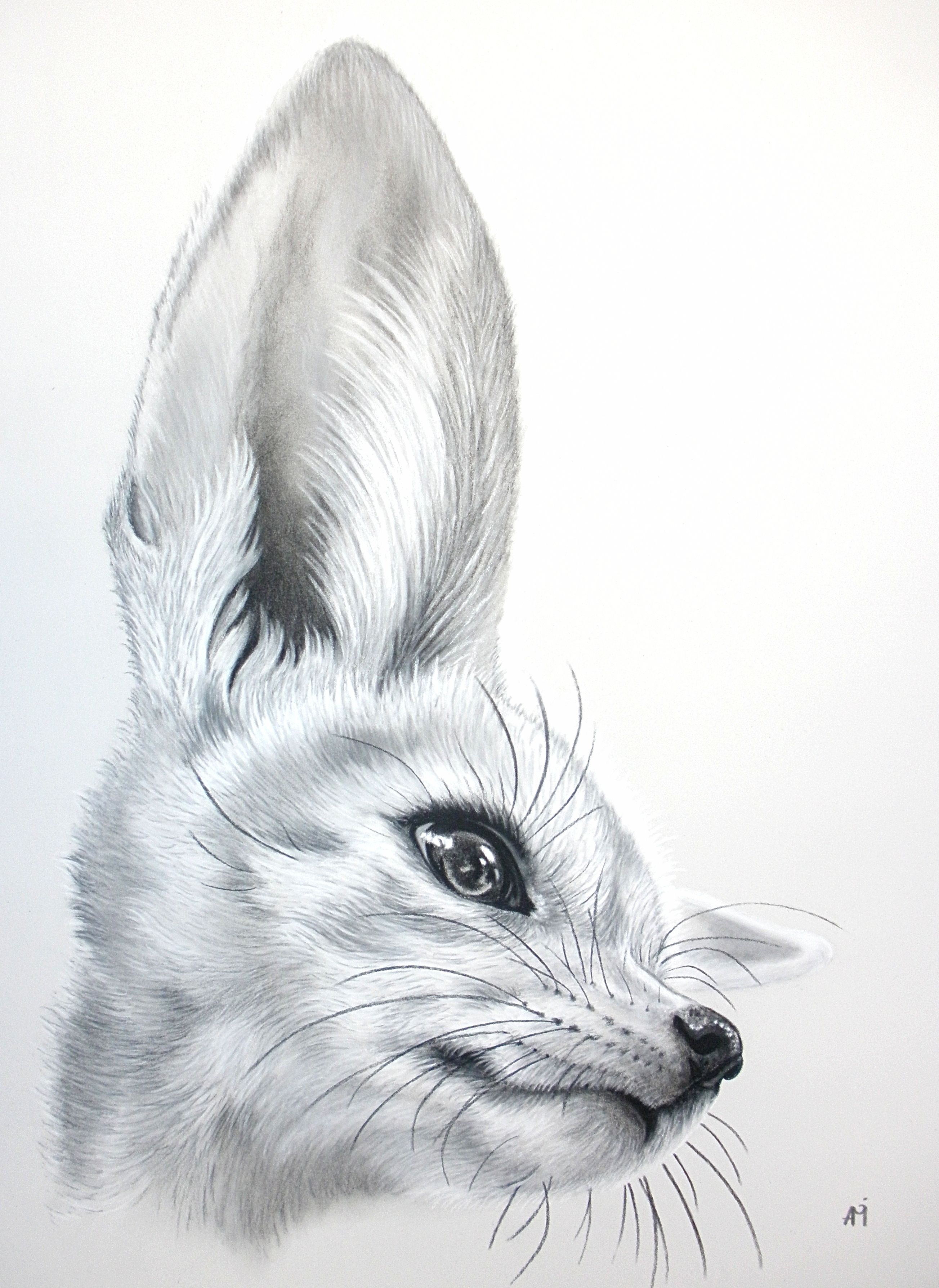 2607x3576 Art Inspiration - Fennec Drawing
