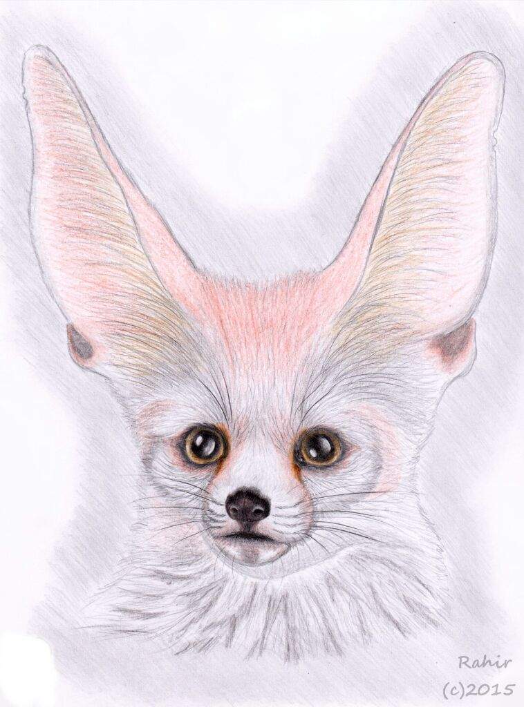 758x1024 Realistic Fennec Drawing Furry Amino - Fennec Drawing