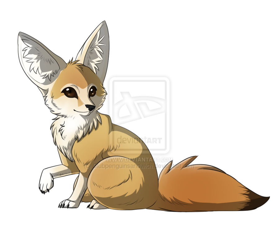 900x773 Fennec Fox - Fennec Drawing