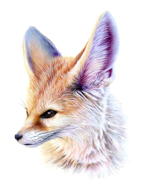 500x663 Jbatesart Fennec Fox! Acrylic On Paper, The Signed - Fennec Drawing