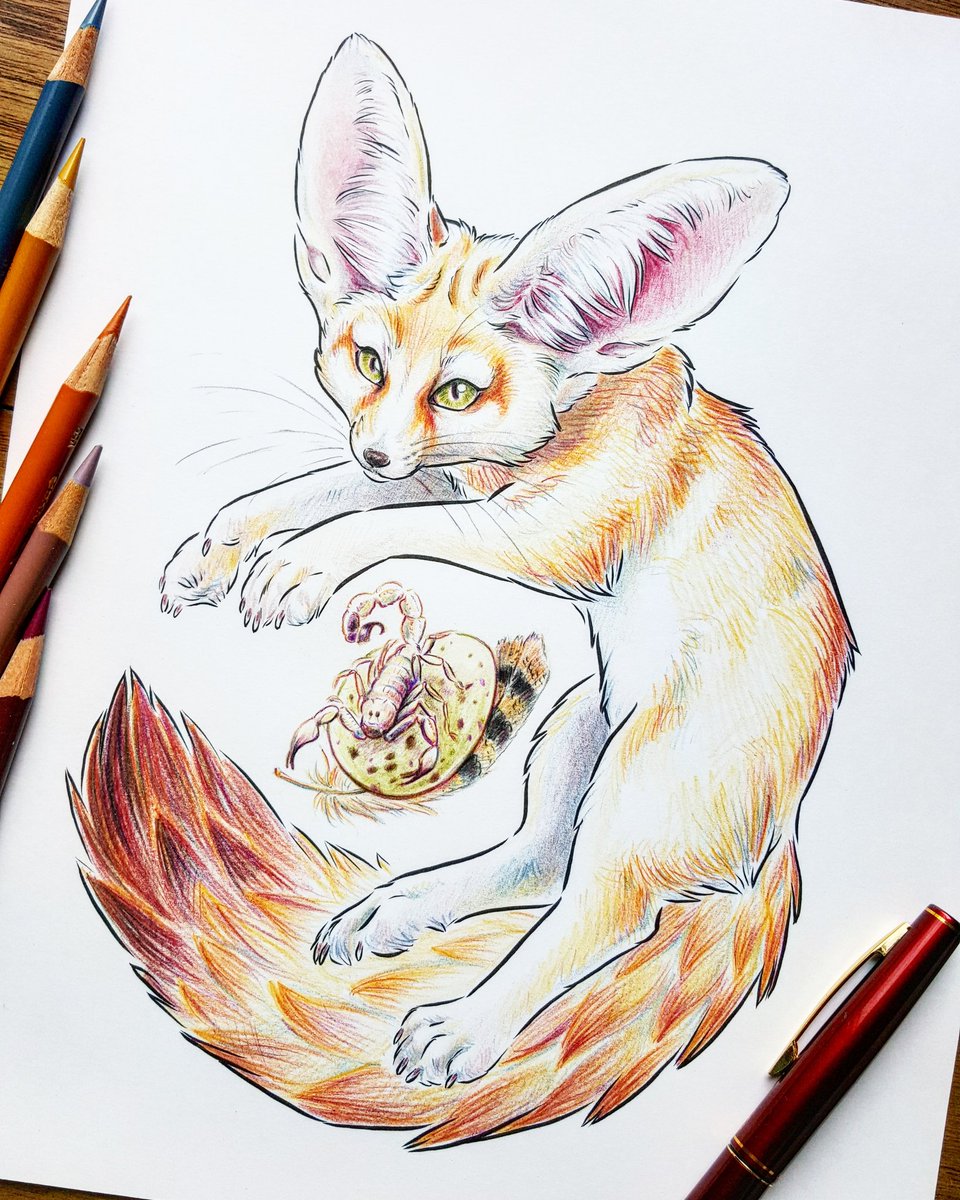 960x1200 On Twitter Fennec - Fennec Drawing