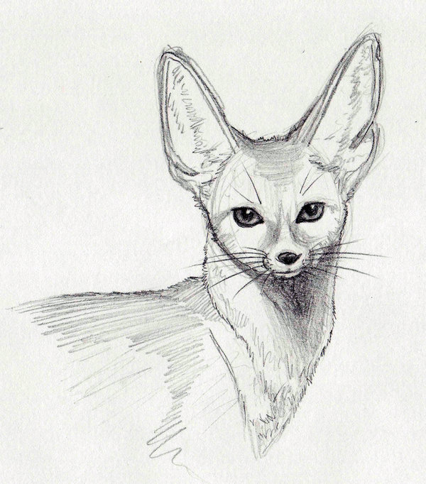 600x682 Fennec Fox Drawing Beautiful Image Drawing Skill - Fennec Drawing