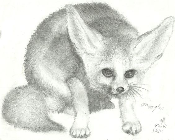 564x453 Fennec Fox Drawing Pic Drawing Skill - Fennec Drawing