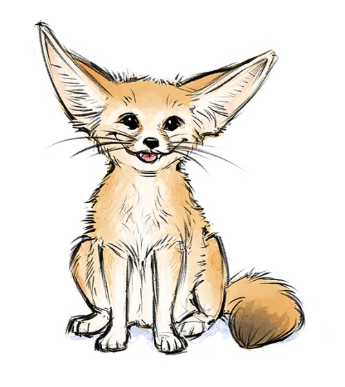 Fennec Fox Drawing at Explore collection of Fennec