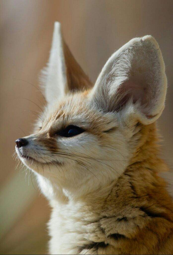 697x1024 fennec fox drawing amino - Fennec Fox Drawing