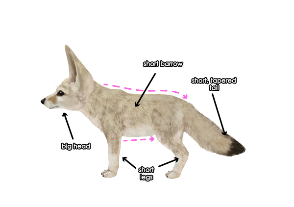 600x422 how to draw animals foxes - Fennec Fox Drawing