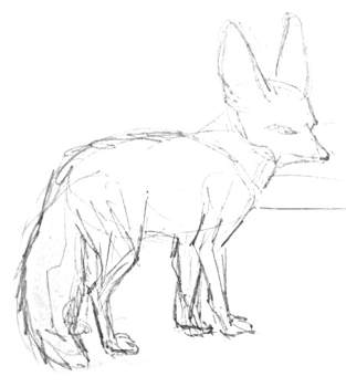 313x350 how to draw a fennec fox - Fennec Fox Drawing