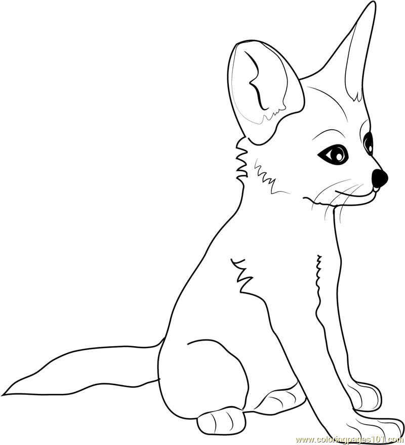 800x878 how to draw a fennec fox cartoon - Fennec Fox Drawing