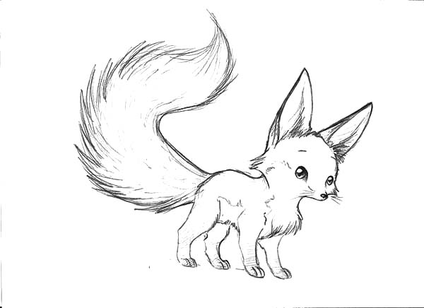 600x436 tremendous fennec fox coloring - Fennec Fox Drawing