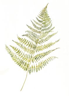 236x327 drawn fern botanical - Fern Botanical Drawing