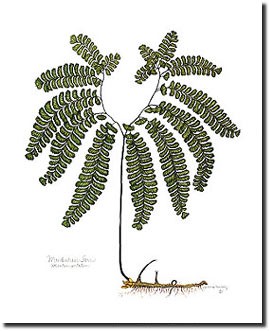269x331 drawn fern botanical - Fern Botanical Drawing
