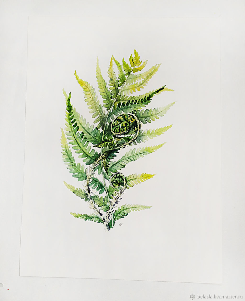 1024x1258 fern, botanical watercolour shop online on livemaster - Fern Botanical Drawing