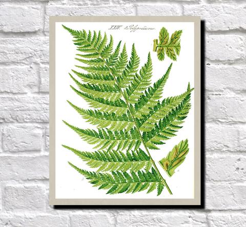 480x443 fern print vintage book plate poster botanical illustration - Fern Botanical Drawing