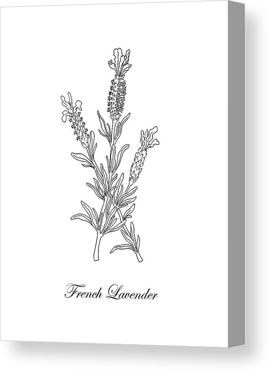 542x750 French Lavender Botanical Drawing Black And White Canvas Print - Fern Botanical Drawing