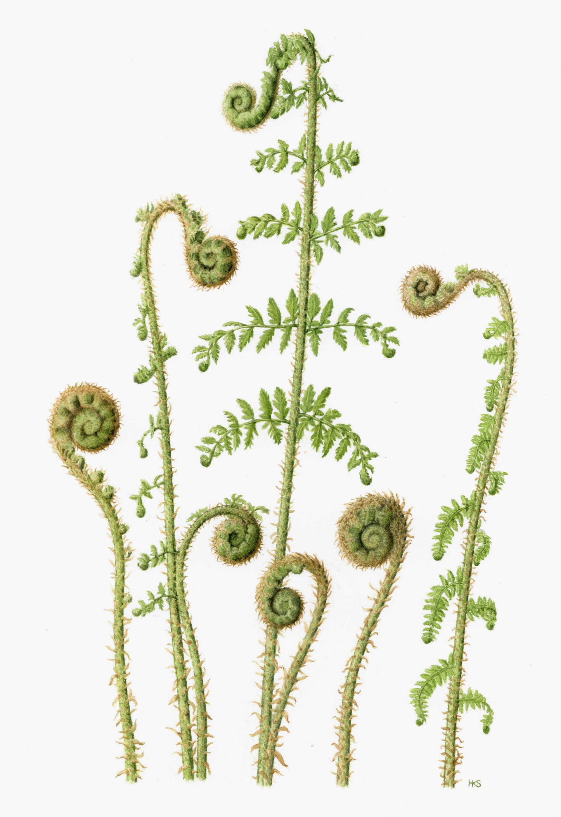 Fern Botanical Drawing at Explore collection of
