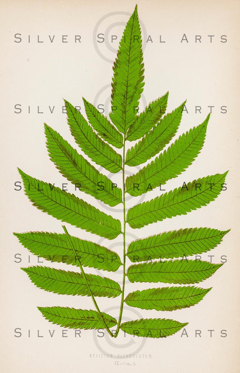 794x1233 instant download vintage fern botanical illustration etsy - Fern Botanical Drawing