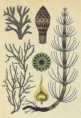 275x400 Postcard Botanical Drawing Kew Gardens Club Mosses Horsetails - Fern Botanical Drawing