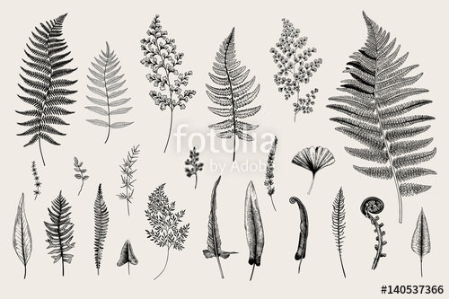 500x333 Set Ferns Vintage Vector Botanical Illustration Black And White - Fern Botanical Drawing