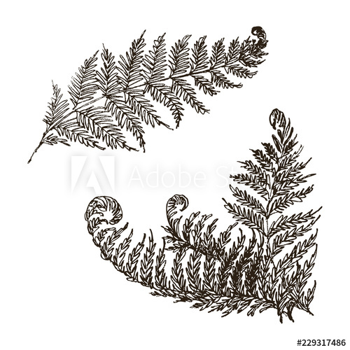 500x500 vector fern set hand drawn botanical illustration botanic art - Fern Botanical Drawing