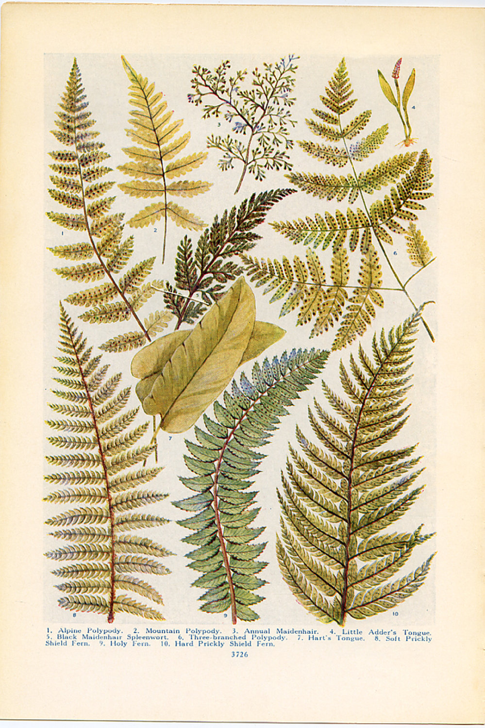 999x1500 vintage botanical illustrations fern - Fern Botanical Drawing