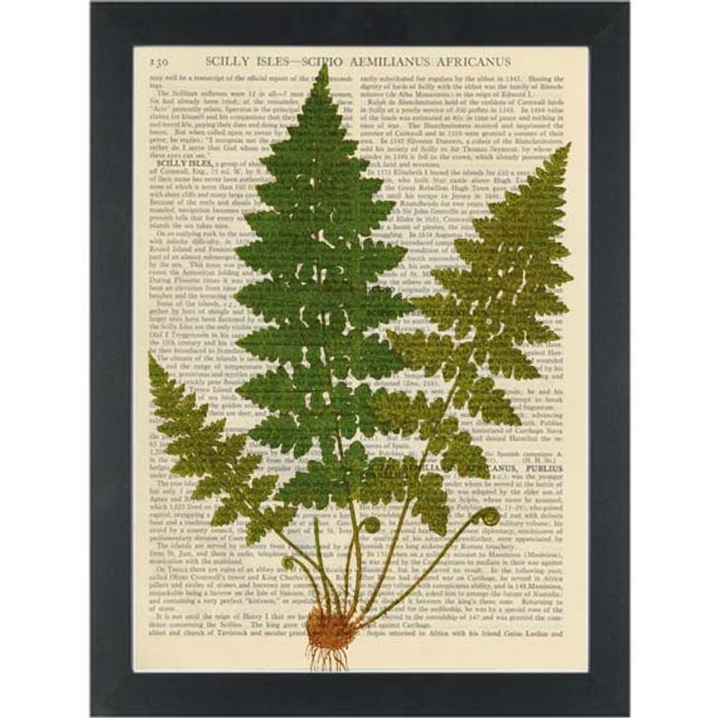 794x794 botanical drawing fern green with roots dictionary art print etsy - Fern Botanical Drawing