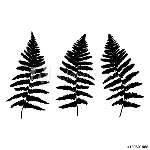 500x500 botanical illustration with hand drawn wild fern leaves - Fern Botanical Drawing