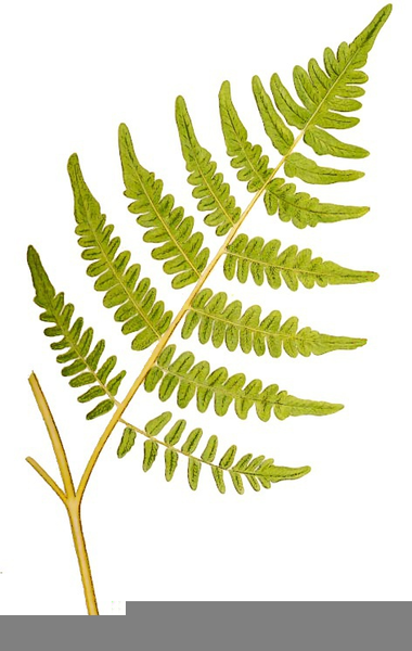 380x600 Fern Drawing Clipart Free Images - Fern Drawing