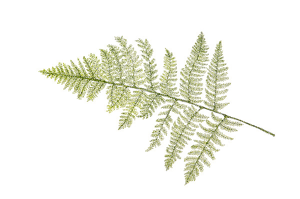 Fern Drawing at PaintingValley.com | Explore collection of Fern Drawing