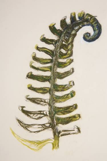 375x564 Fern Drawing - Fern Drawing