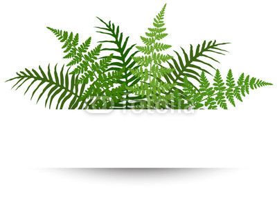 400x300 Fern Frond Frame Vector Illustration Polypodiophyta Plant Leaves - Fern Drawing