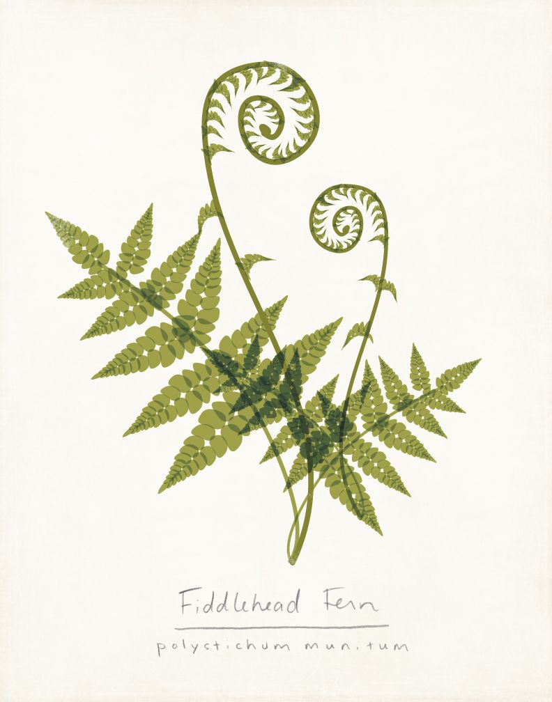 792x1008 Fiddlehead Ferns Drawing Fiddlehead Draft Wood Stove Insert - Fern Drawing