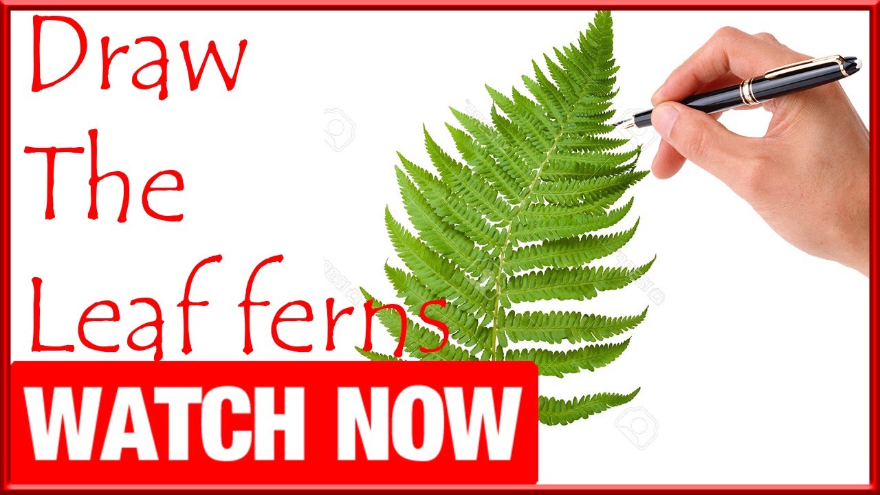 1280x720 How To Draw The Leaf Ferns - Fern Drawing