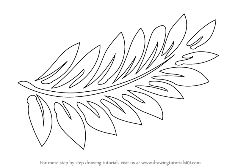 800x563 Learn How To Draw Fern Fronds - Fern Drawing