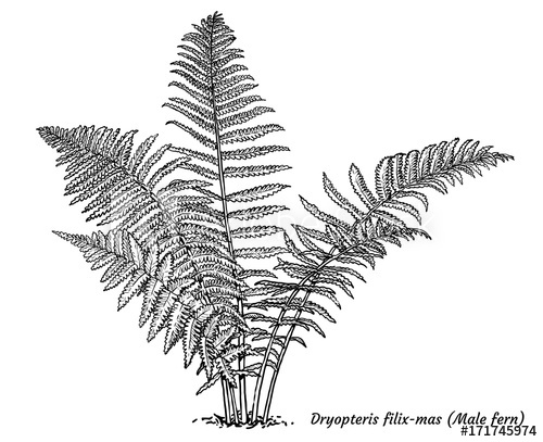 Fern Drawing at PaintingValley.com | Explore collection of Fern Drawing