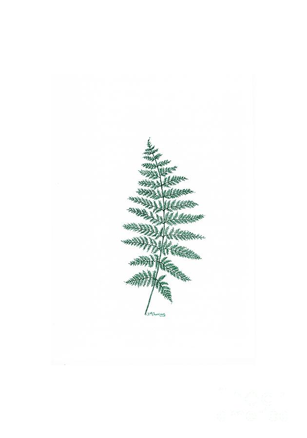 630x900 New Zealand Tree Fern Drawing - Fern Drawing