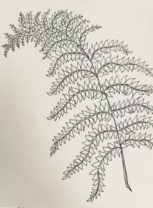 220x299 Original Drawing The Fern The Collective Art Design - Fern Drawing