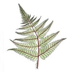 236x236 Best Ferns Images Drawings, Drawing Rocks, Pencil Drawings - Fern Drawing