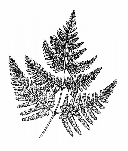 509x600 Simple Fern Drawings - Fern Drawing