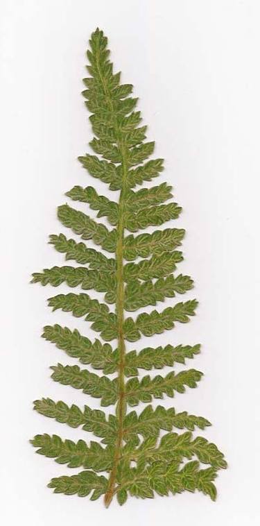 375x758 Tree Fern Drawing - Fern Drawing