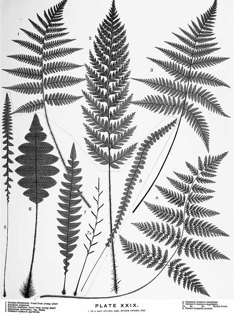 802x1080 Ferns Drawing - Fern Drawing