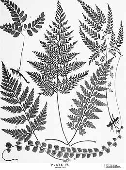 260x350 Ferns Drawing - Fern Drawing