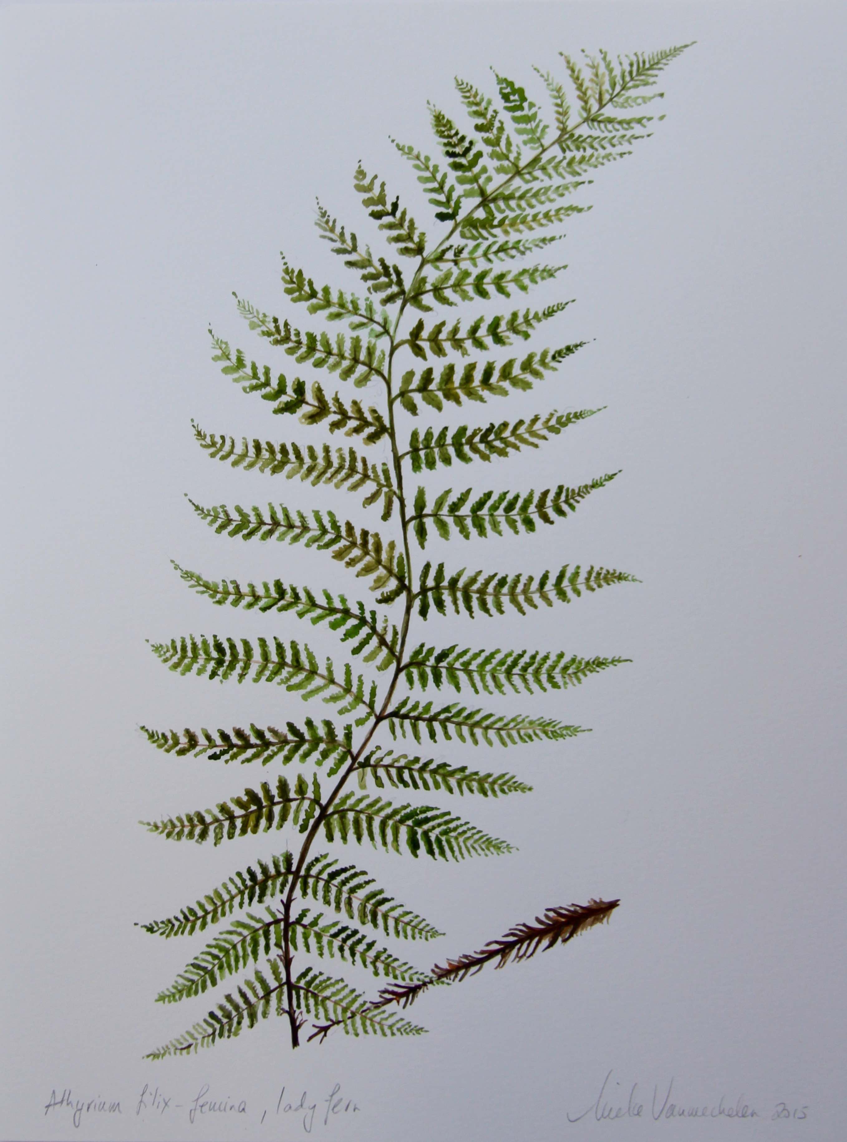Fern Drawing at Explore collection of Fern Drawing