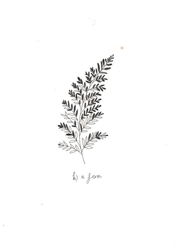564x788 Fern Drawing Botanical Illustration For Free Download - Fern Drawing
