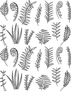 236x301 Ways To Draw Fern Leaves The Illustrai Drawings, Botanical - Fern Drawing