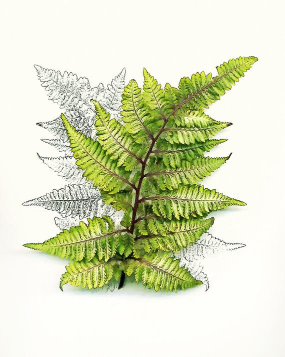 Fern Drawing at PaintingValley.com | Explore collection of Fern Drawing