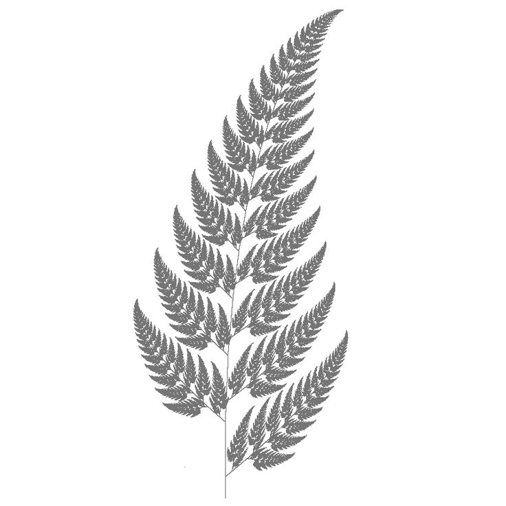 736x736 fern clipart fern leaf - Fern Leaf Drawing