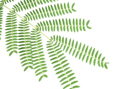 506x343 Fern Compound Leaf Transparent Png Clipart Free Download - Fern Leaf Drawing