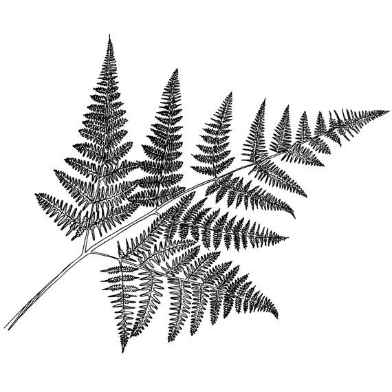 570x570 Fern Leaf Beeswax Rubber Stamps Mounted - Fern Leaf Drawing