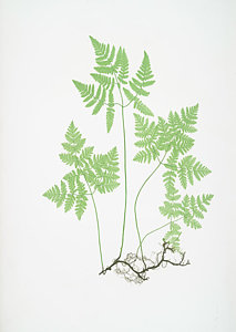 213x300 Fern Leaf Drawings Fine Art America - Fern Leaf Drawing